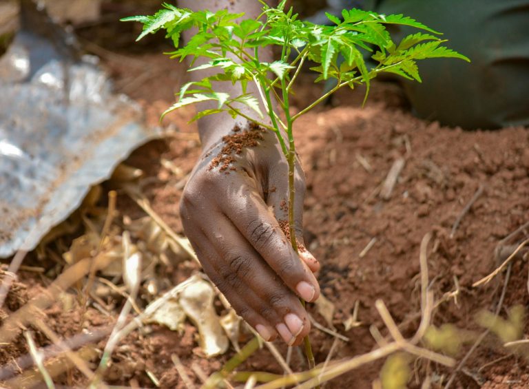 Close-up of a hand planting a sapling in brown soil, promoting reforestation in Uganda.